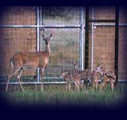 Deer